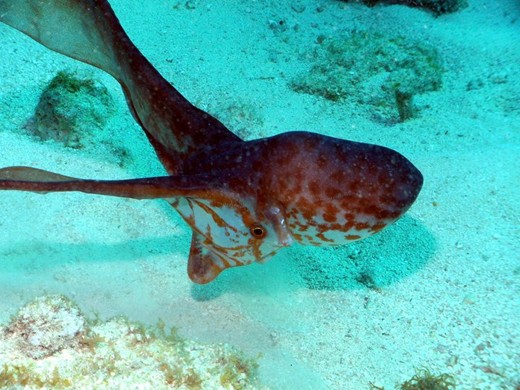 mating blanket octopus